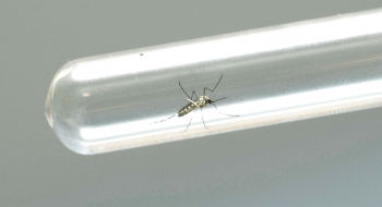 Transmissão de zika por pernilongo pode explicar incidência em algumas regiões